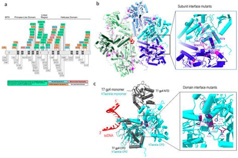 Molecules Free Full Text Structural And Molecular Basis For