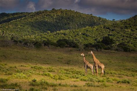 Spectacular South Africa Wildlife Photos | Adventure Travel blog | The ...