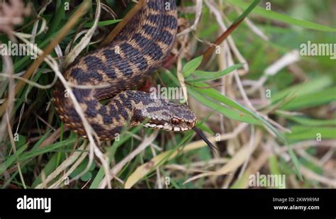 Adder Vipera Berus Male Close Stock Videos Footage Hd And K Video