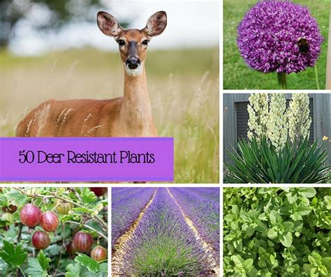 50 Beautiful, Deer-Resistant Plants