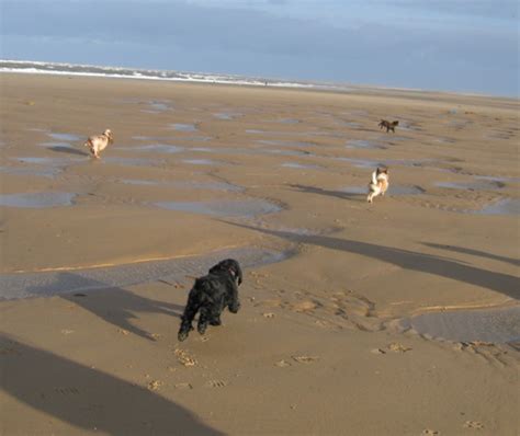 Holkham dog-friendly beach, Norfolk - Driving with Dogs