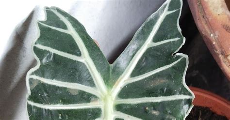 Garden Chronicles Of James David Alocasia Mandalay