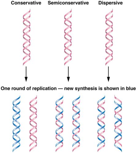 Genetics Ch 11 Dna Replication Flashcards Quizlet