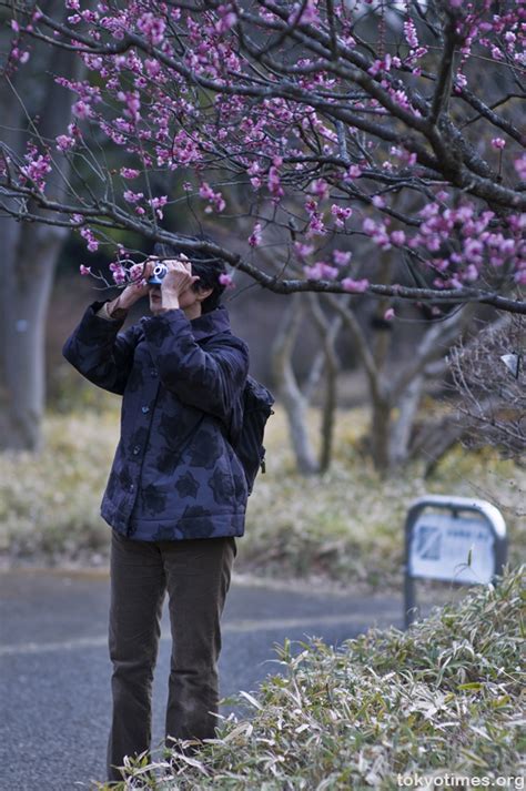 Japanese plum blossom — Tokyo Times