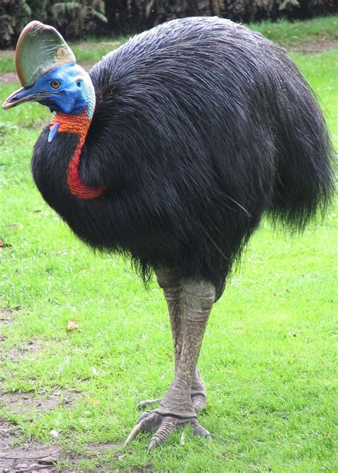 Picture Of A Southern Cassowary Flightless Bird About Wild Animals