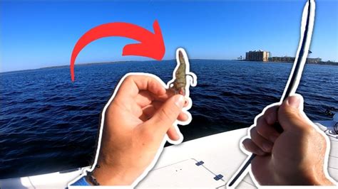 Nonstop Action Fishing With Live Shrimp Sanibel Youtube