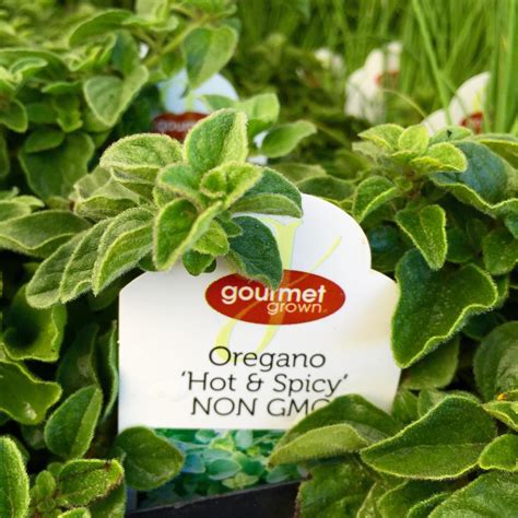 Oregano Hot And Spicy Premier Color Nursery