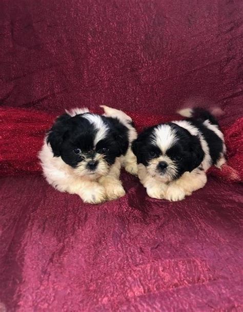 HEARTENING X MEEK AKC PURE BREED SHIH TZU PUPPIES SAN JOSE For Sale Los