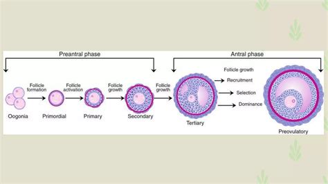 Anatomy Histology Of Ovary And Oogenesis PPT