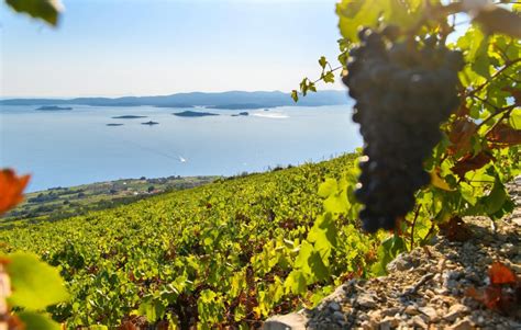 Peninsula Pelješac Wine Tasting Tour From Dubrovnik - Guided Wine Tour ...