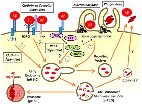 Frontiers The Low Density Lipoprotein Receptor Related Protein And