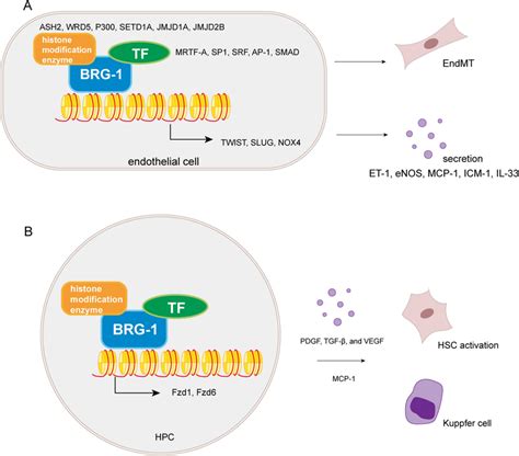 Roles Of Chromatin Remodeling Complexes In Fibrosis A Brg1 Acts With