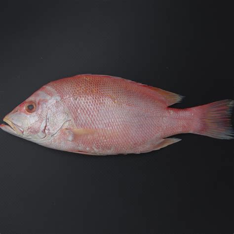 Fresh Red Snapper Small Whole Cleaned 1 Kg Online At Best Price Whole