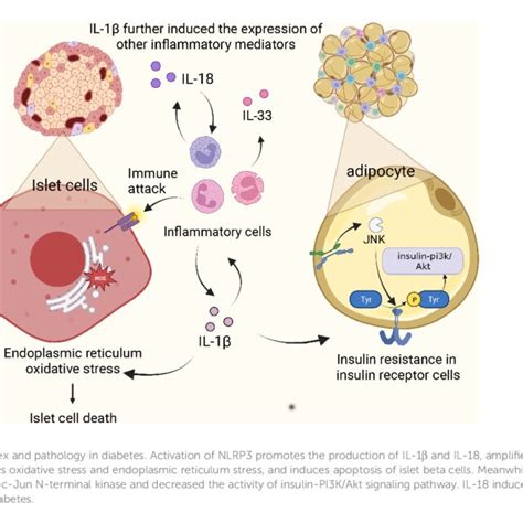 The Classical Nlrp Inflammasome Activation Pathway Priming Toll Like