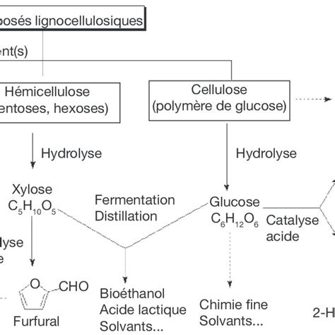 Représentation Schématique De Lhydrolyse De La Cellulose — Schematic