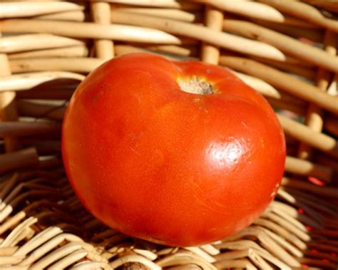 Heatmaster Hybrid Tomato Seeds — Seeds N Such