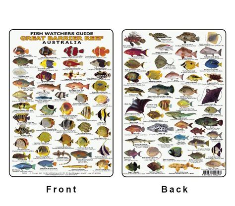 fish id card divers guide  navigation centre townsville est