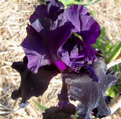 Plantfiles Pictures Tall Bearded Iris Black Is Black Iris By