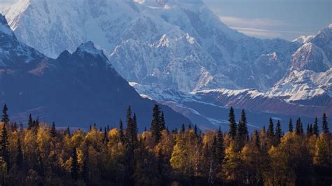 Visit Denali National Park when booking a Alaska Cruisetour package ...