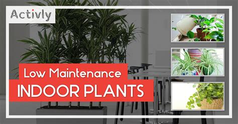 10 Low Maintenance Indoor Plants – Activly