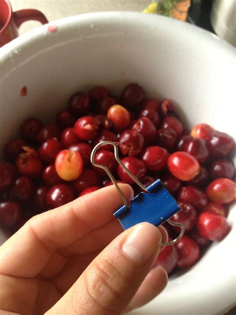 How To Pit Cherries Without A Cherry Pitter This Worked Great I Ve