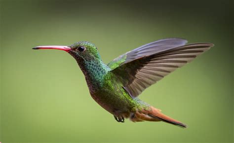 Galapagos Amazon And Hummingbird Photo Tour