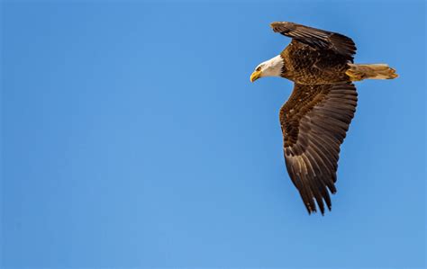 3 Wildlife Animals Found in Alberta