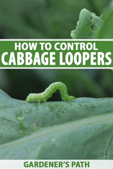 How To Control Cabbage Loopers Gardeners Path