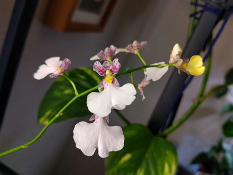 Show me the rarest Orchid you own! : r/orchids