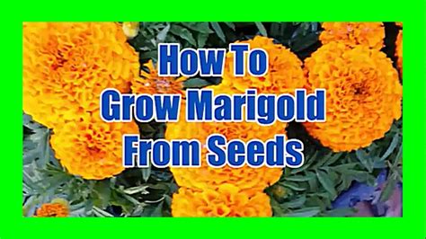 How To Grow Marigold From From Seeds Marigold Seed Germination Youtube