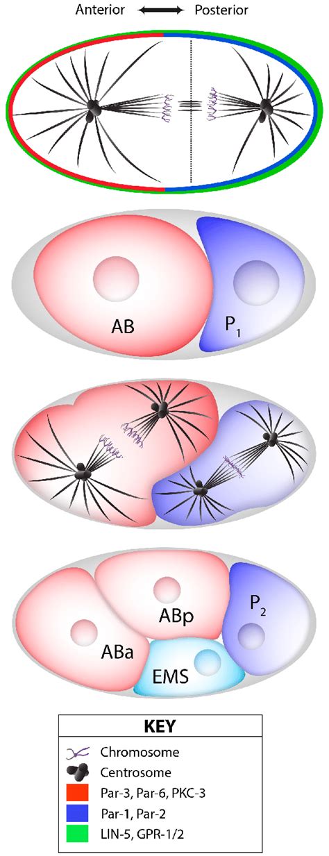 Oriented Cell Division In The C Elegans Zygote The First Zygotic