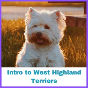 Intro To West Highland Terriers: Lively Bundles Of Fun