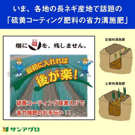 緩効性肥料の溝施肥による追肥の省力化 サンアグロ株式会社 日本農業新聞