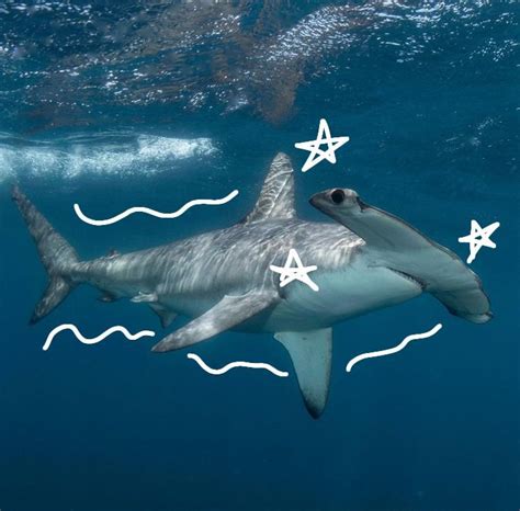 Great Hammerhead Animali Marini Animali Squalo