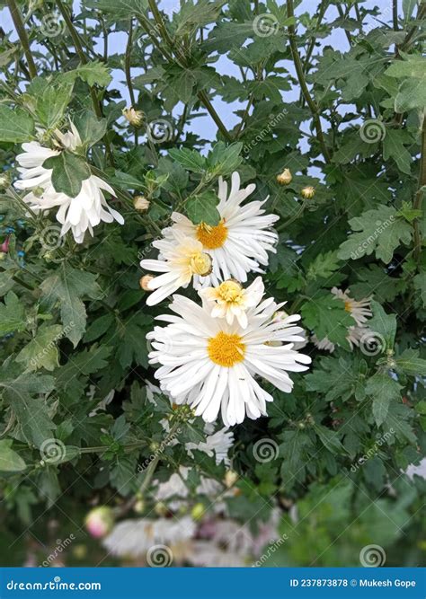 Chrysanthemum In Indian Culture at Becky Hansen blog