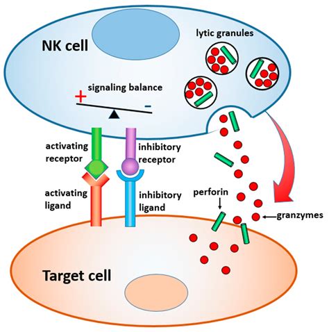 Advanced Materials And Devices For The Regulation And Study Of NK Cells