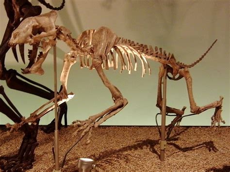 Hoplophoneus Sp Exhibit In The National Museum Of Nature And Science