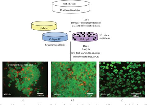 Figure From Hyaluronan Based Three Dimensional Microenvironment