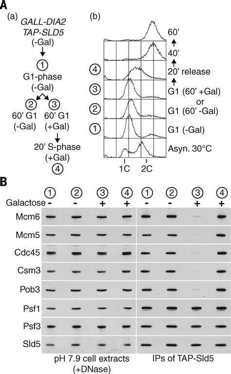 Cdc48 And A Ubiquitin Ligase Drive Disassembly Of The CMG Helicase At