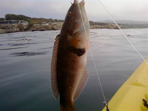 Fishing Corona Del Mar | Saltwater Fishing Forums