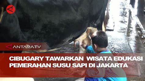 Cibugary Tawarkan Wisata Edukasi Pemerahan Susu Sapi Di Jakarta Youtube