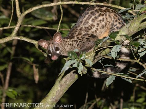 Johnstons Genet Genetta Johnstoni · Inaturalist