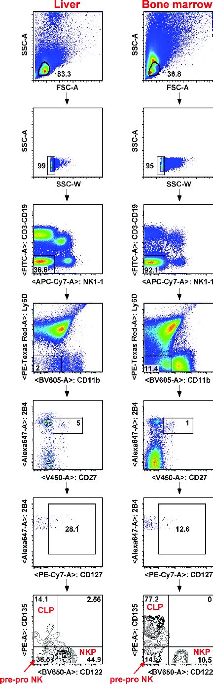 Figure S Gating Strategy Used To Identify Pre Pro Nk Cells And