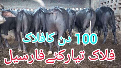 katta Farm Pakistan Katty For Sale Cattle Farming کٹے فار سیل