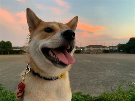 Cão shiba inu pôr do sol jovem red shiba inu filhote de cachorro em