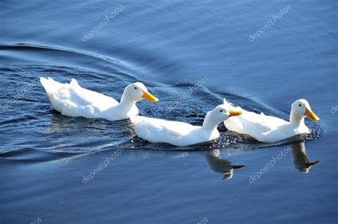 Three white ducks swimming in a row on blue water — Stock Photo ...