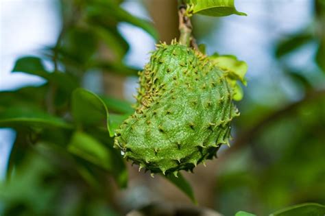 Un F Rtil Rbol De Guan Bana Con Hojas Verdes Y Frutos Que Empiezan A