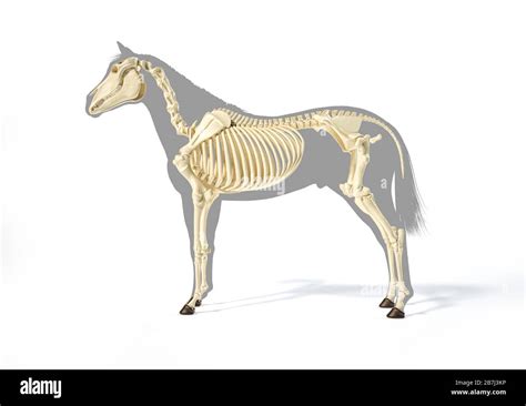 Horse Anatomy. Skeletal system over grey silhouette. Side view on white ...