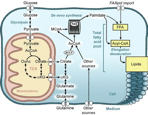 Fatty Acid Synthesis By Cells Glucose Glutamine And Other Substrates Download Scientific