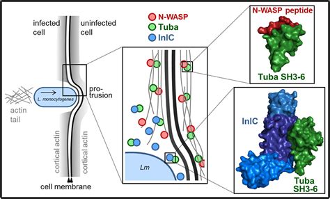 Structural Details Of Human Tuba Recruitment By InlC Of Listeria